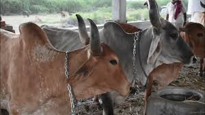 સ્વરોજગારી હેતુ પશુપાલન વ્યવસાય